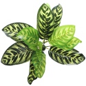 Bello Plant - Fishbone - XL plant for 3D images